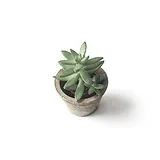 Succulent      